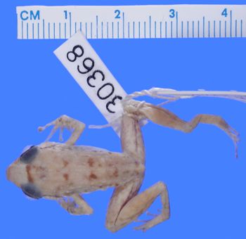 Media type: image; Herpetology A-30368